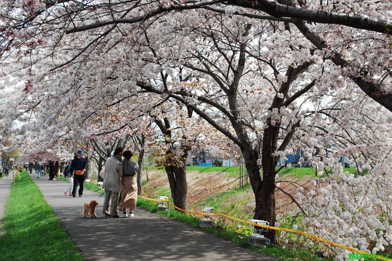 新川通 桜並木レポ 北海道最長の桜並木を見てきたよ 旅好きねっと なまら北海道野郎