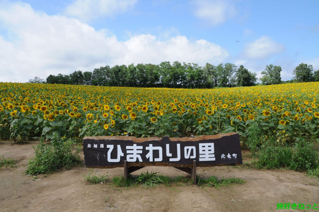 北竜町 夏の風物詩「ひまわり畑」が素敵でした。写真で解説します！
