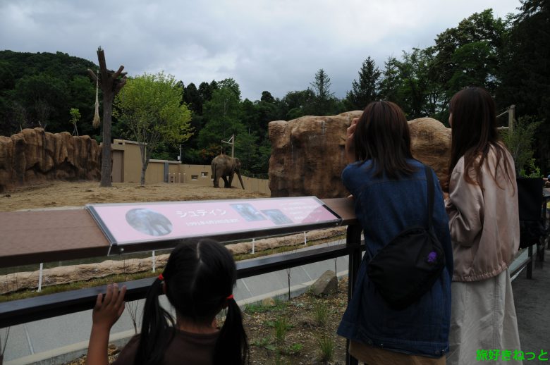 円山動物園 ゾウ舎 屋外展示の シュティン が可愛かった 旅好きねっと なまら北海道野郎