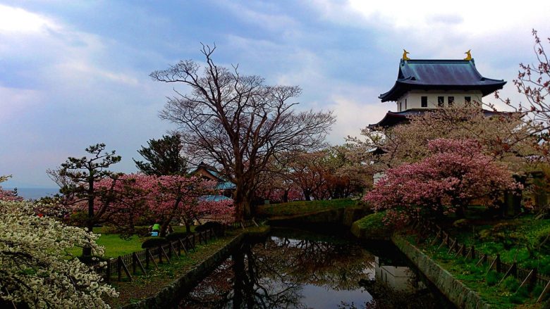 松前公園の桜 種類も多く見応えあり Gwに満開となる桜がおすすめ 旅好きねっと なまら北海道野郎