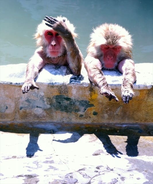 函館市熱帯植物園のサル山温泉は冬 春のgwまで猿の入浴が楽しめる 旅好きねっと なまら北海道野郎