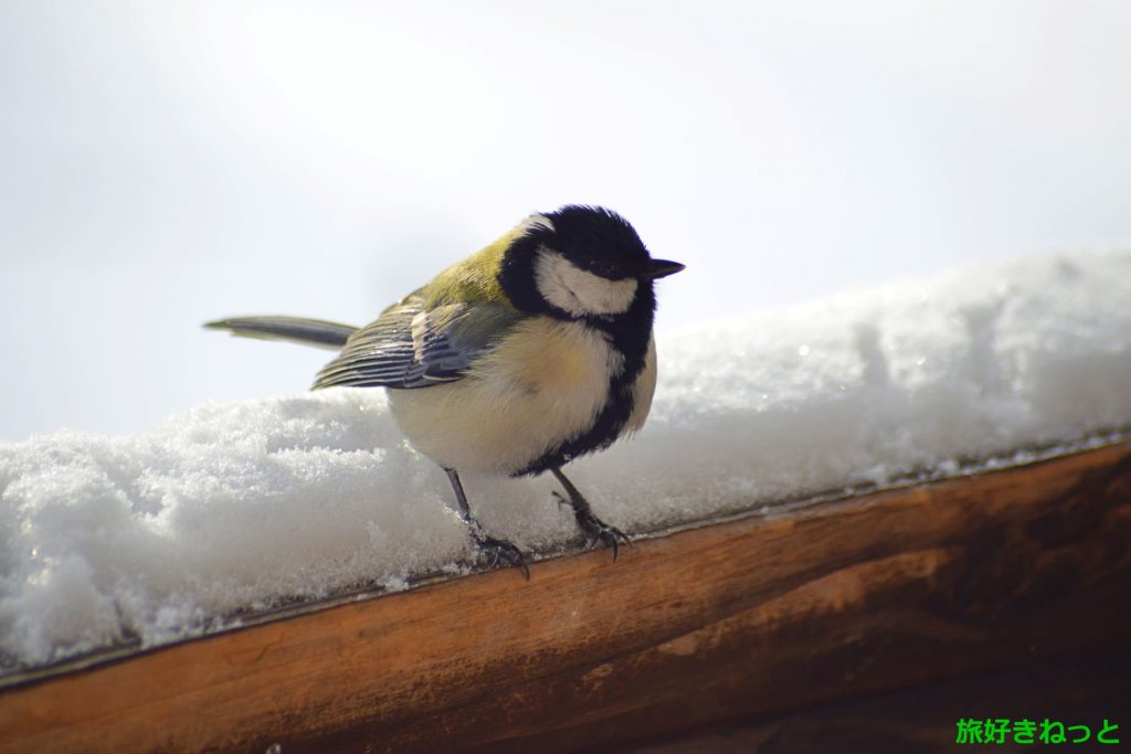 前田森林公園の野鳥『シジュウカラ』冬も元気に。写真撮影してきた
