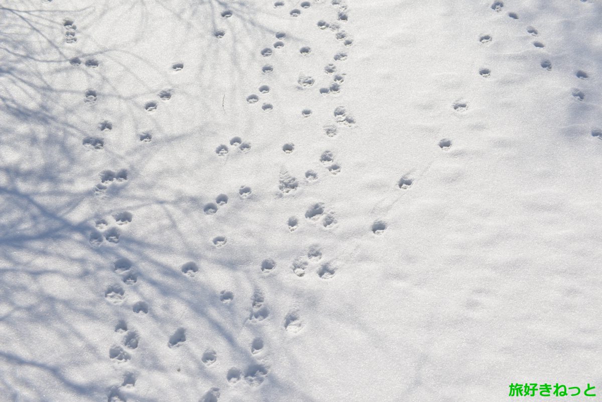 Nikon AF NIKKOR 75-300mm F4.5-5.6 テスト撮影 ｜ 旅好きねっと｜なまら北海道野郎