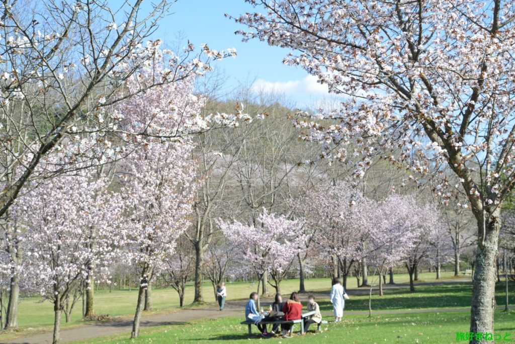 【富良野】朝日ケ丘公園は春の桜、秋の紅葉が素敵な公園