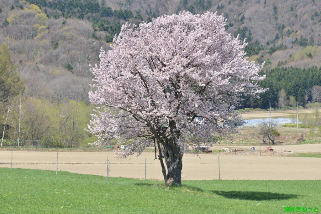 富良野一本桜の見頃時期と場所＆桜撮影写真