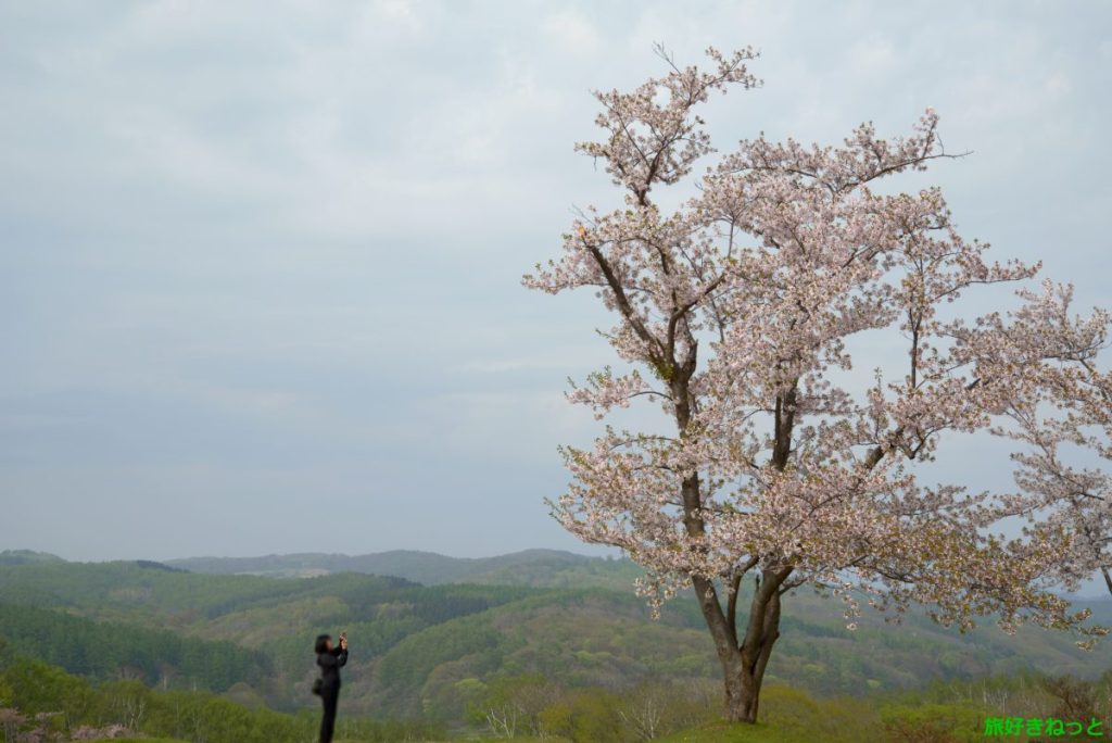 戸田記念墓地公園の桜見頃時期と園内の桜スポット