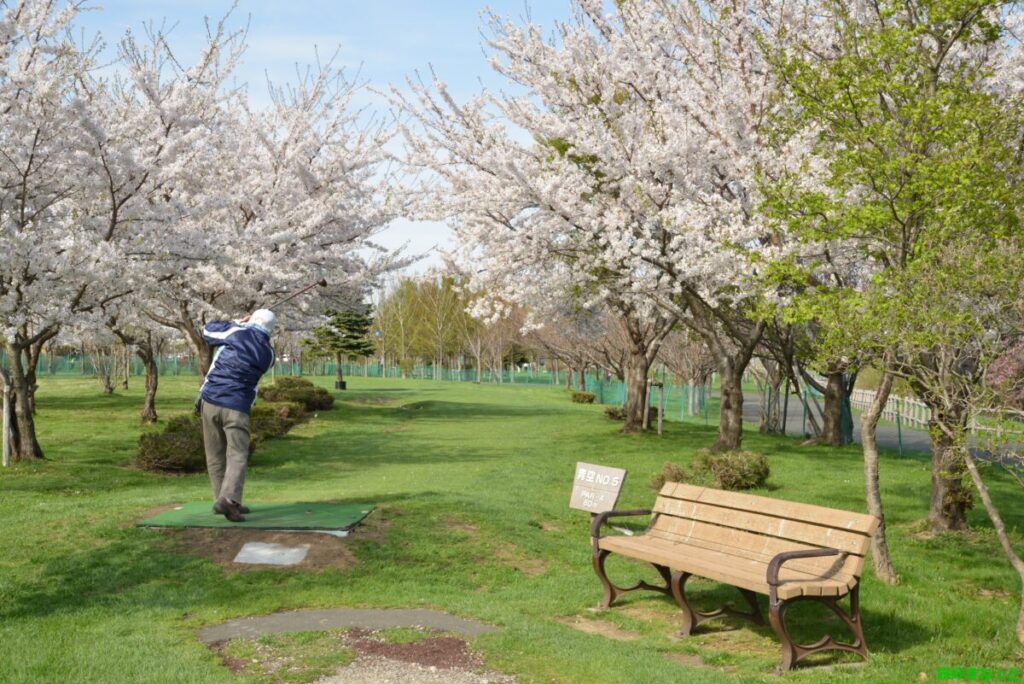 丘珠空港緑地パークゴルフ場の桜見頃時期と桜撮影写真